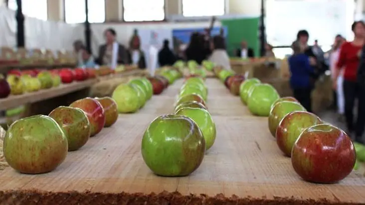 Festival de la Manzana en Villaviciosa 2024. Programa de Actos, Eventos y Fechas